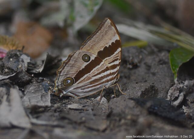 Amathusia ochraceofusca