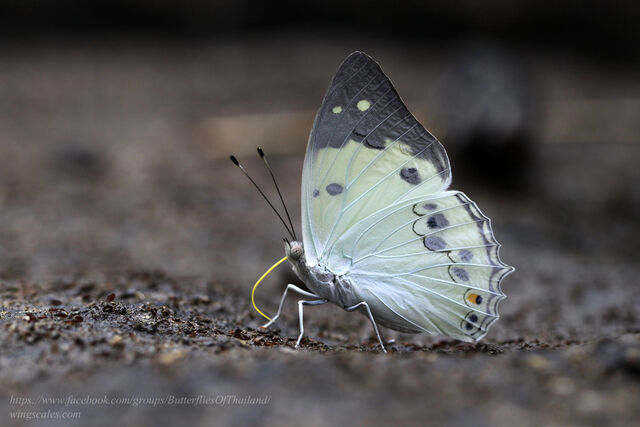 Helcyra hemina hemina