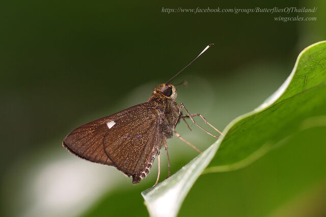 Oerane microthyrus neaera