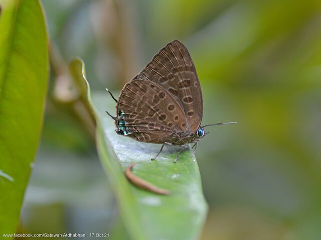 Arhopala silhetensis adorea