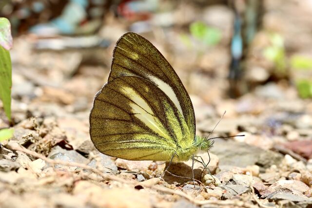 Cepora nadina nadina