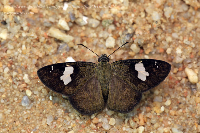 Celaenorrhinus asmara asmara