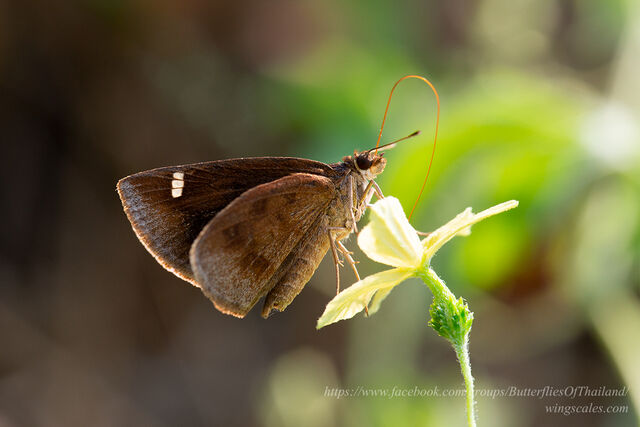 Astictopterus jama olivascens
