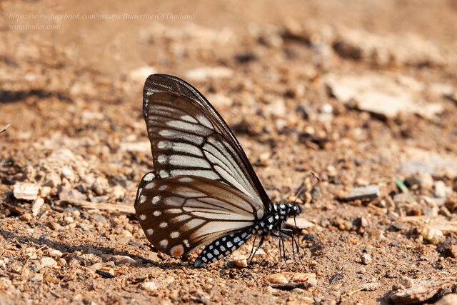 Papilio epycides hypochra