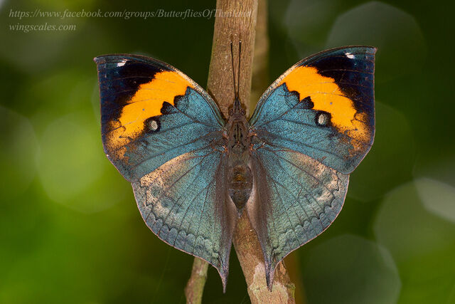 Kallima inachus siamensis