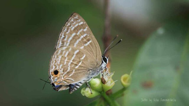 Virachola kessuma deliochus