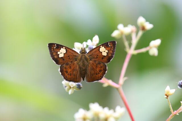 Pseudocoladenia fatua