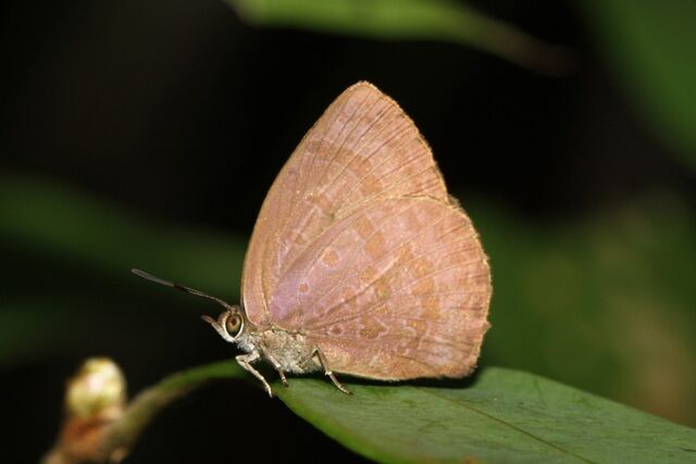 Arhopala arvina aboe