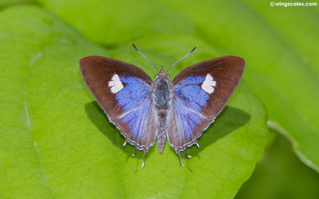 Horaga onyx sardonyx