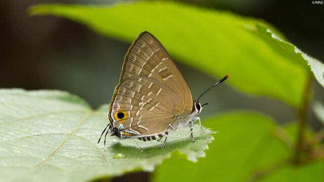 Deudorix epijarbas epijarbas