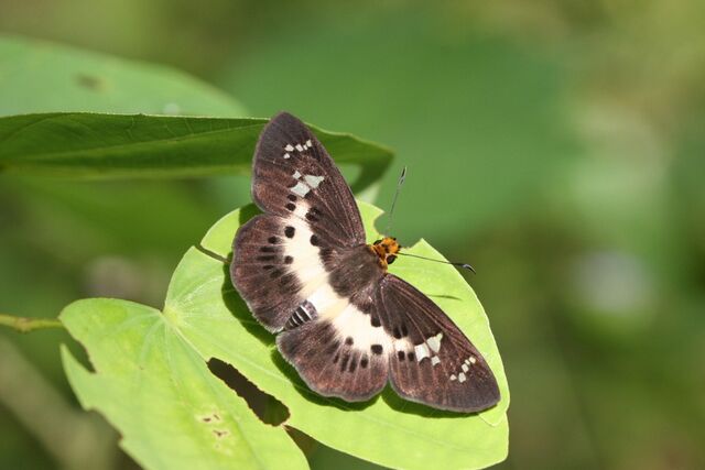 Gerosis bhagava bhagava