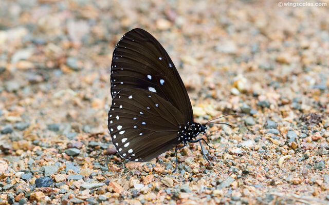 Euploea sylvester harrisii