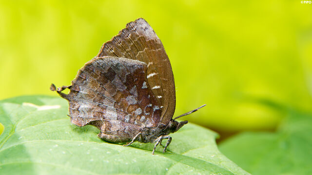 Mahathala ariadeva burmana