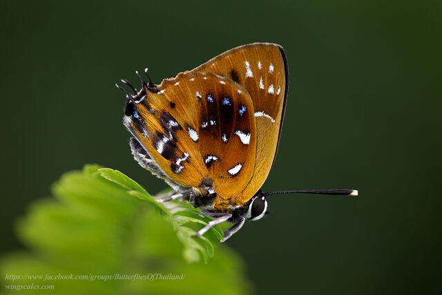 Iraota distanti distanti