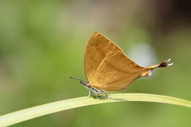 Loxura atymnus fuconius