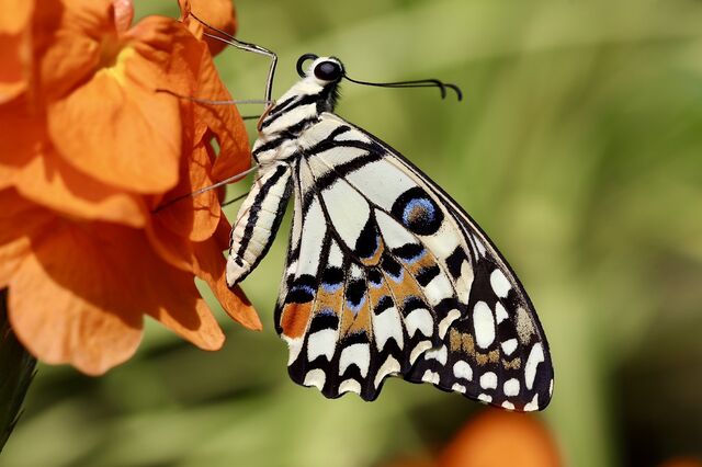 Papilio demoleus malayanus