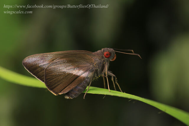 Gangara lebadea lebadea