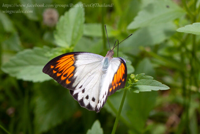 Hebomoia glaucippe glaucippe