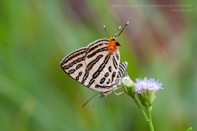 Spindasis syama peguanus