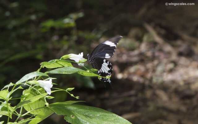 Papilio nephelus sunatus