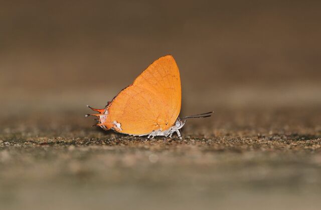 Thamala marciana ssp.