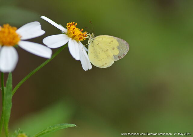 Eurema ada iona