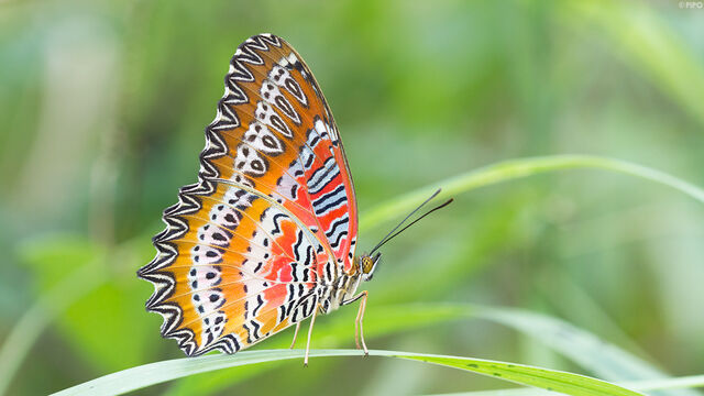 Cethosia biblis biblis