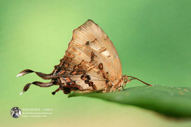 Cheritrella truncipennis