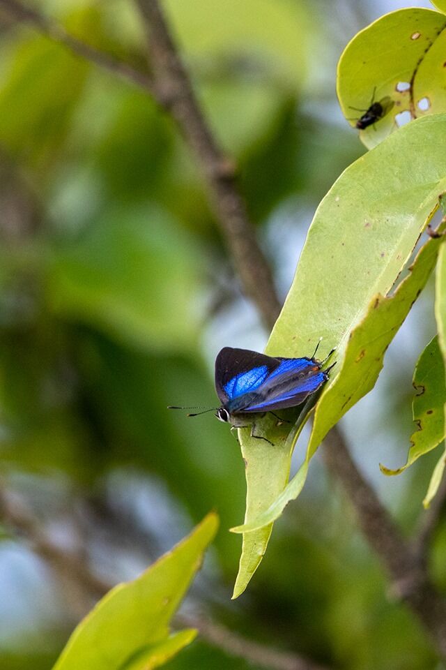 Pratapa icetas extensa