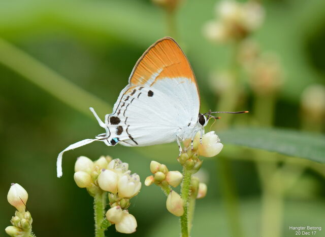 Suasa lisides suessa