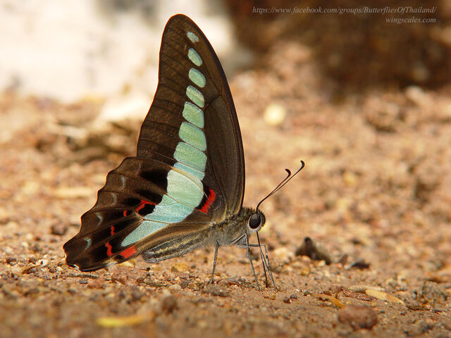Graphium sarpedon luctatius