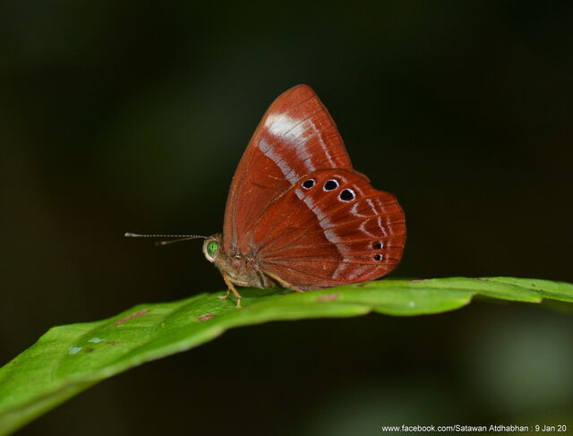 Abisara kausambi kausambi