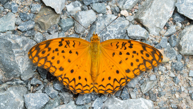 Phalanta phalantha phalantha