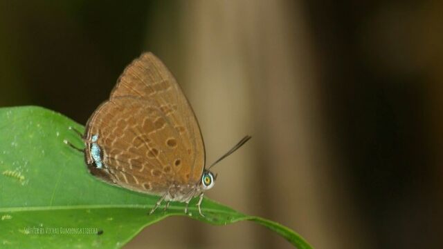 Arhopala agrata agrata
