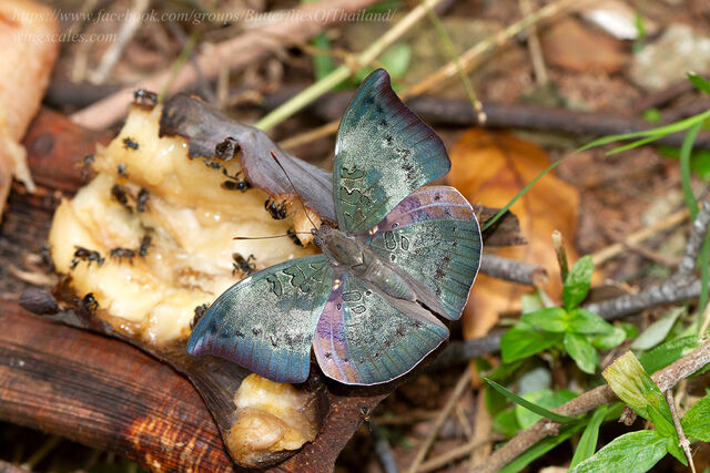 Euthalia anosia anosia