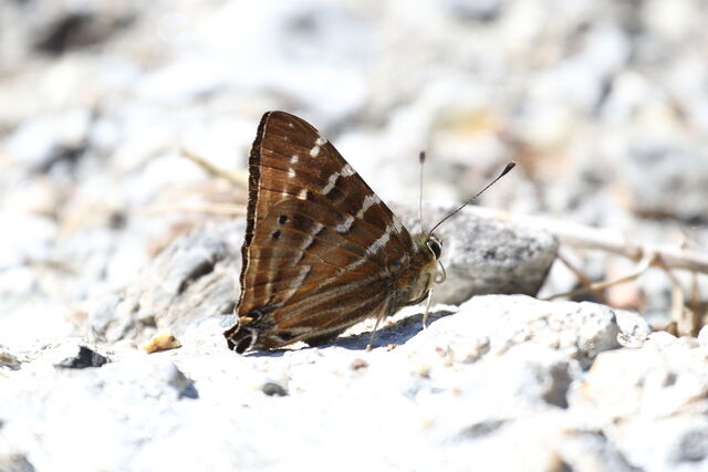 Dodona dipoea dipoea