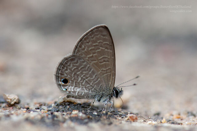Prosotas dubiosa indica