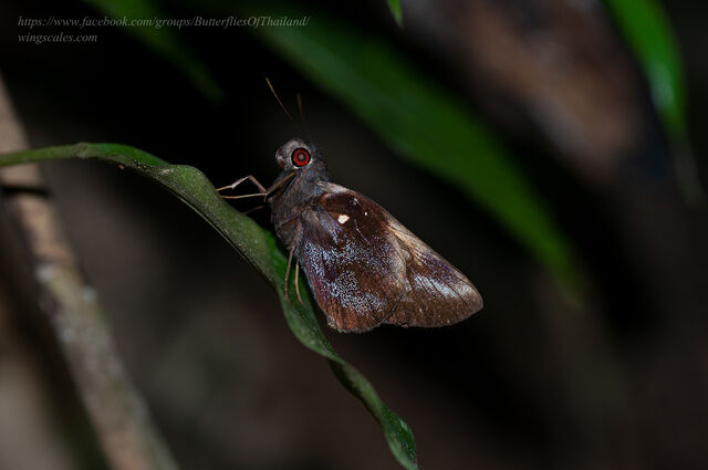 Gangara sanguinocculus