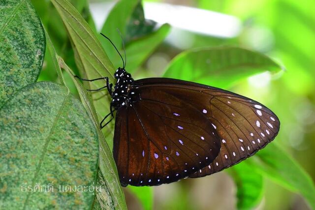 Euploea phaenareta castelnaui