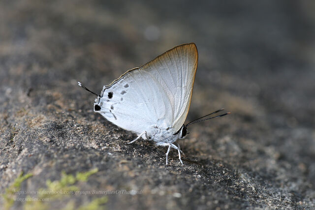 Deudorix hypargyria hypargyria