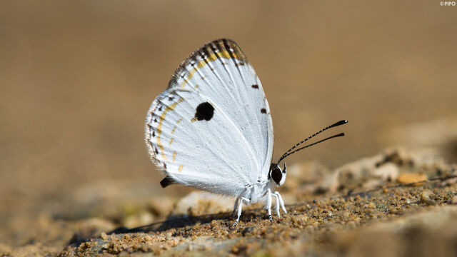 Pithecops corvus corvus