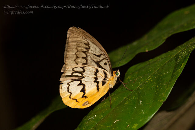 Melanocyma faunula faunula