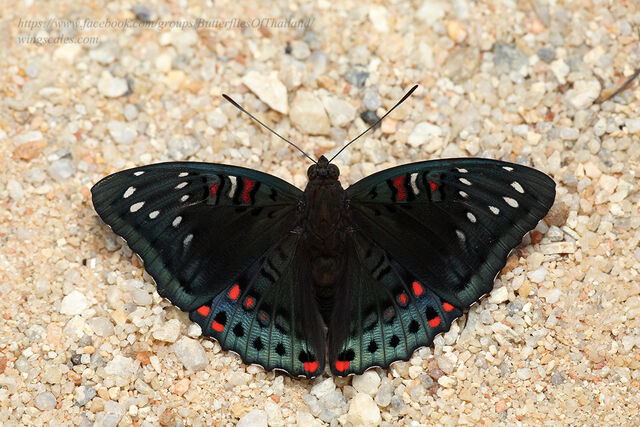 Euthalia lubentina lubentina