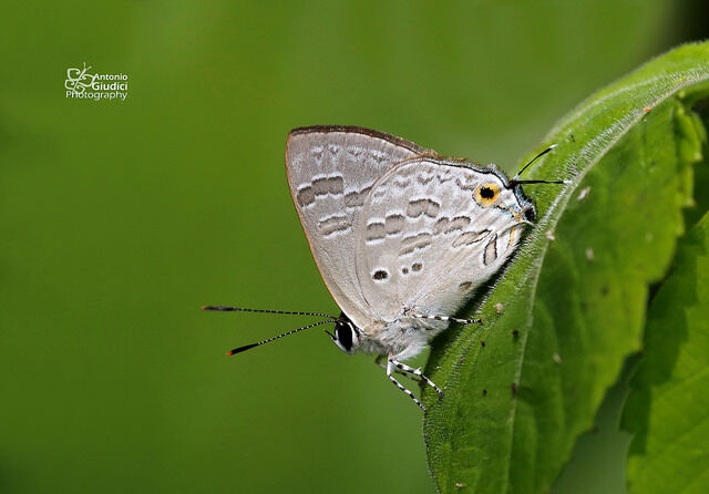 Sinthusa chandrana grotei