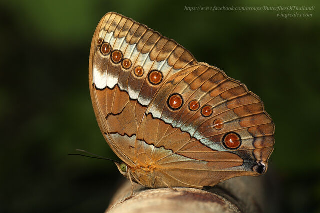 Stichophthalma mathilda ssp.