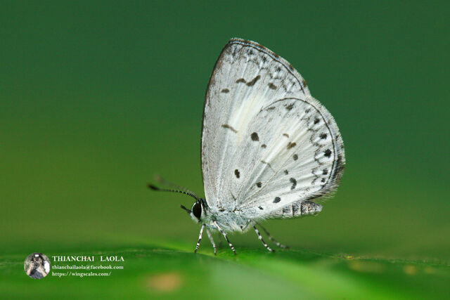 Celatoxia marginata marginata