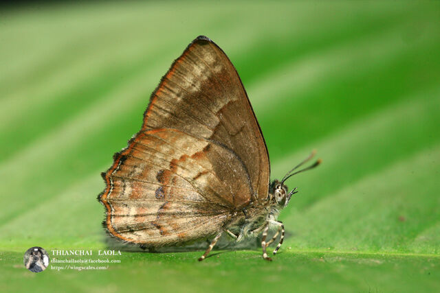 Simiskina phalia potina