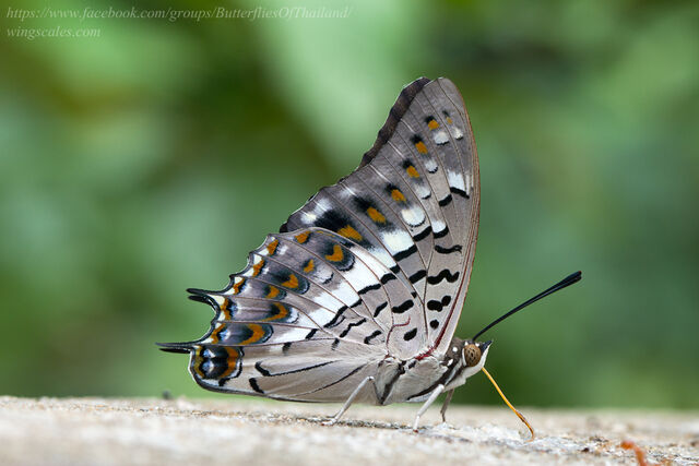 Eriboea solon sulphureus