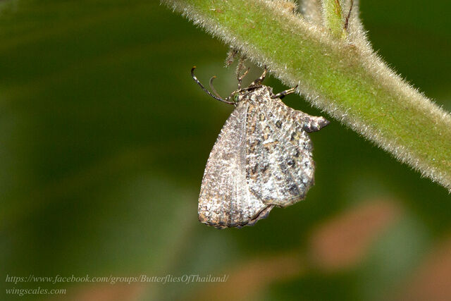 Logania marmorata marmorata