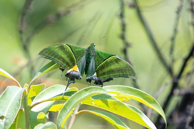Teinopalpus imperialis imperatrix